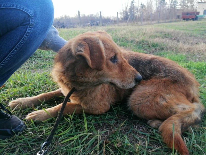 Sophie, geboren 26.06.2022, 48cm sucht ihre Menschen