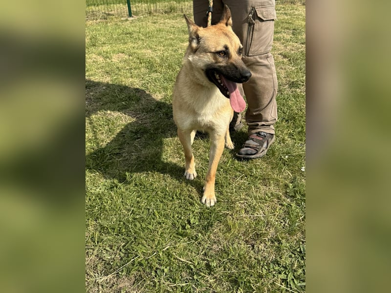 Joker, geboren 01.08.2024, 49cm sucht sein Abenteuer