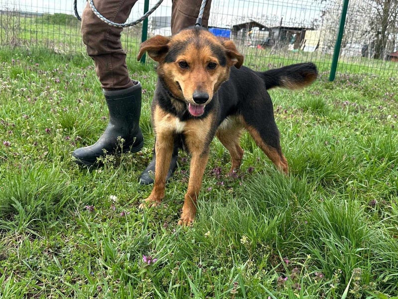 Gombi, geboren 01.08.2021, 50cm sucht seine Leute
