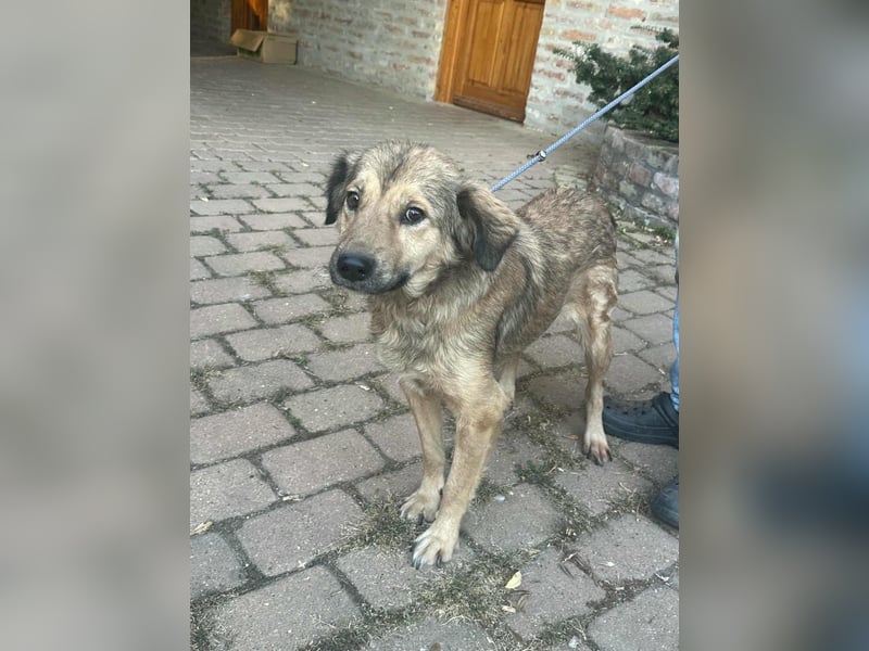 Ada, geboren 01.09.2022, 52cm sucht ihre Menschen