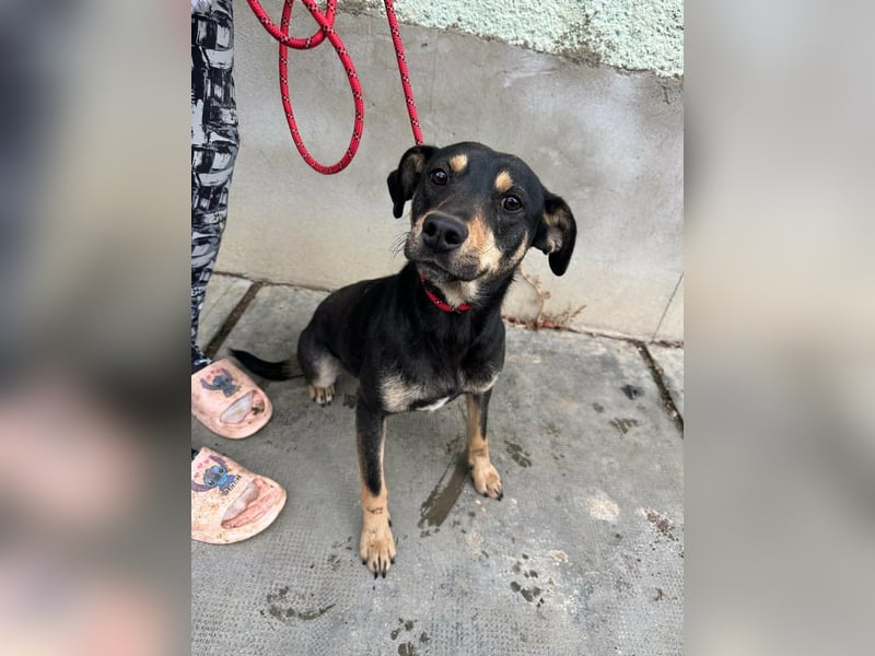 Mirella, geboren 05.12.2023, 46cm sucht ihre Menschen