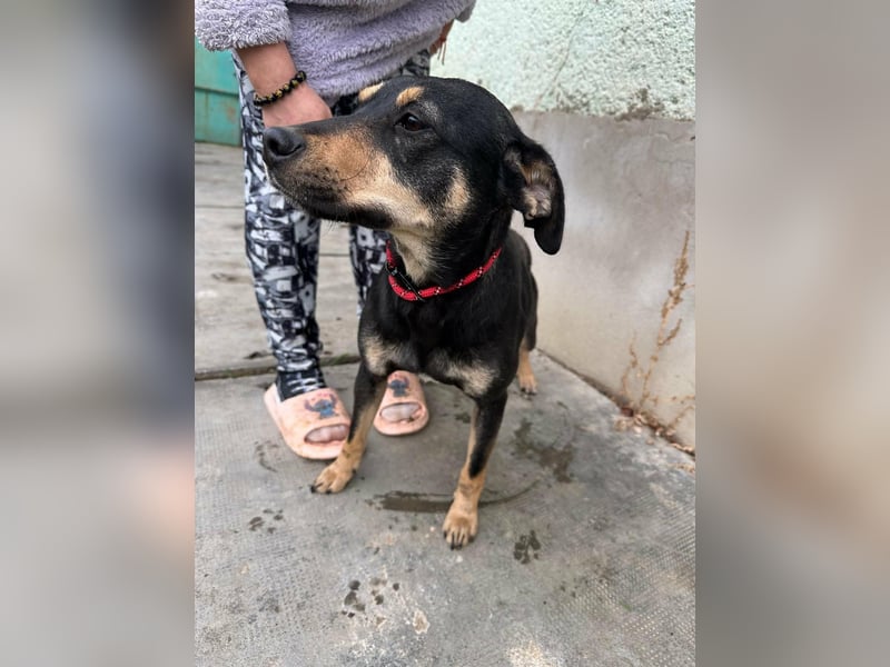 Mirella, geboren 05.12.2023, 46cm sucht ihre Menschen