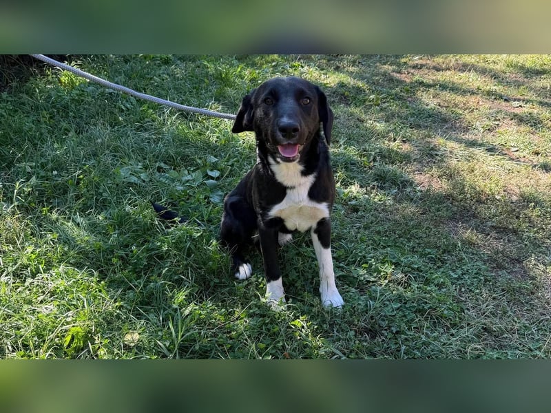Teo, geboren 26.02.2026, 47cm sucht sein Zuhause