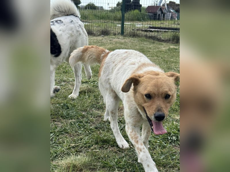 Ginger, geboren 01.01.2022, 44cm sucht ihr Herzenszuhause