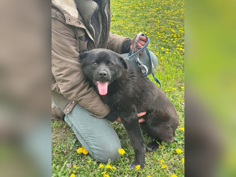 Roy, geb. Juli 2025, 43cm sucht sein Körbchen