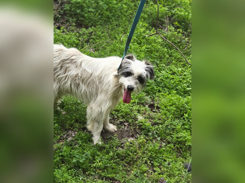 Panda, geboren 01.08.2024, 48cm sucht ihr Für-immer-Zuhause