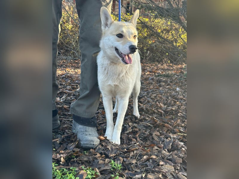 Wendy, geboren 20.11.2024, 45cm sucht ihre Menschen