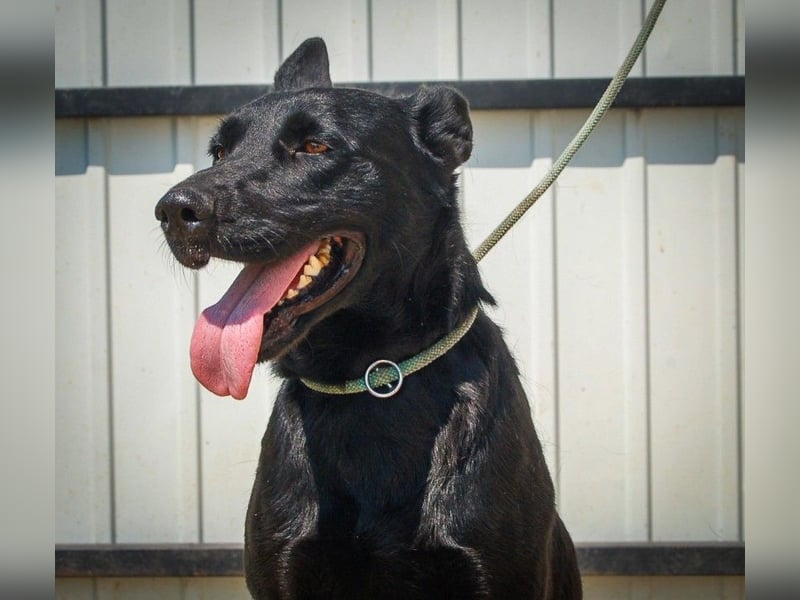 Aliz, geb. 2020, 52 cm, möchte ihre Familie kennenlernen