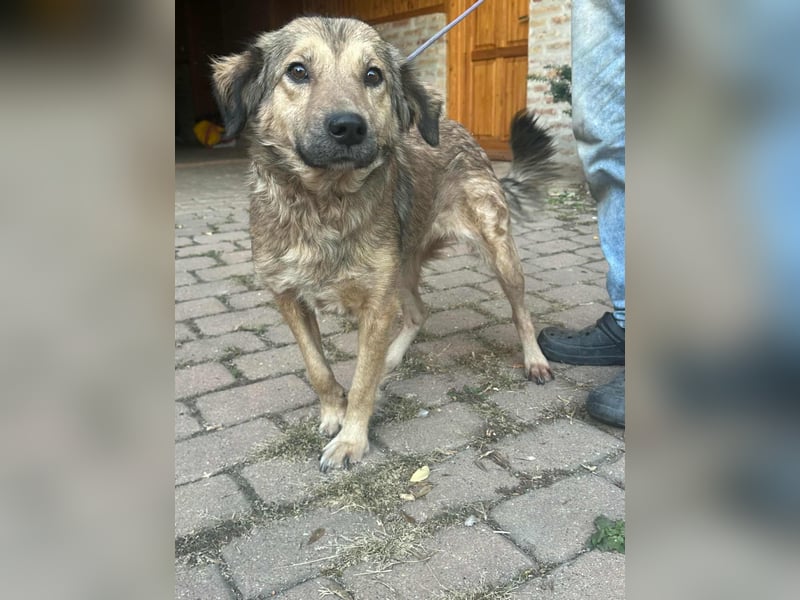 Ada, geboren 01.09.2022, 52cm sucht ihre Menschen