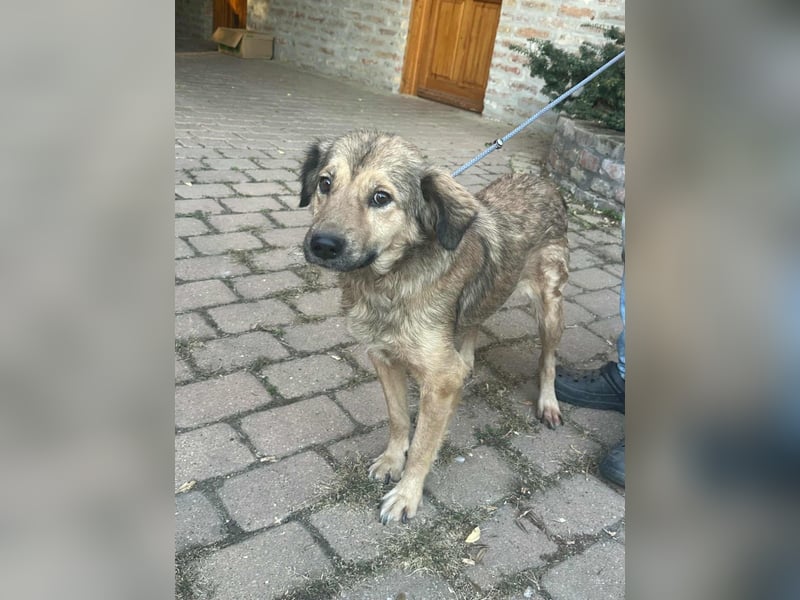 Ada, geb. 09.2022, 52 cm wartet auf ihr Glück