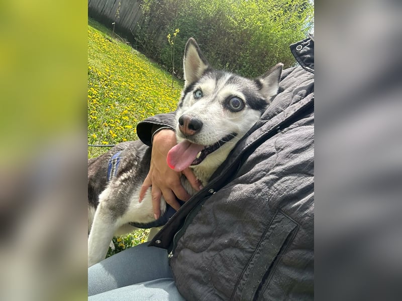 Lejla, geb. 09.2020, 51cm, sucht ihre Chance