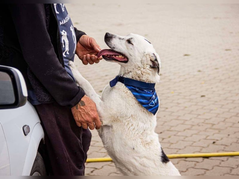 Dallas, geboren 11.10.2018, 50cm sucht sein Zuhause