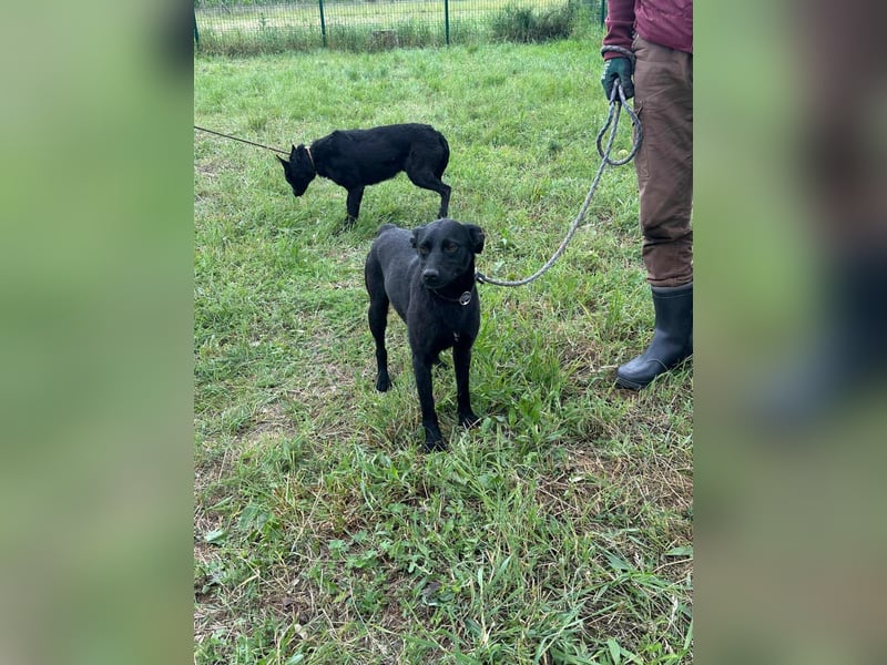 Zafir, geboren 15.11.2022, 51cm sucht Zuhause fürs Leben