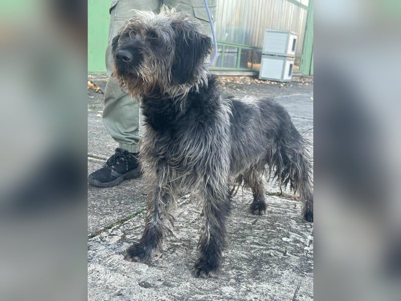 Ficko, geb. 08/2022, 47 cm, wartet auf seine Menschen