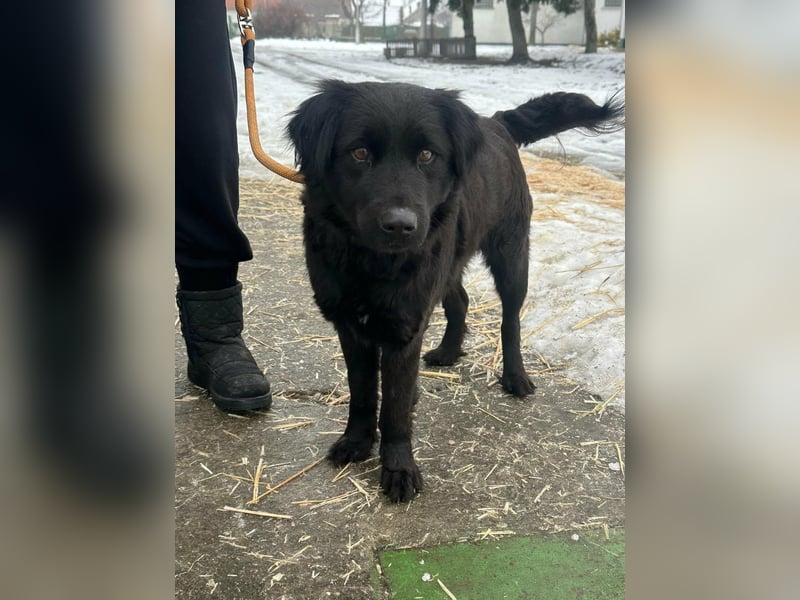 Kamilla, geboren 07.08.2024, 46cm suchtihr Glück