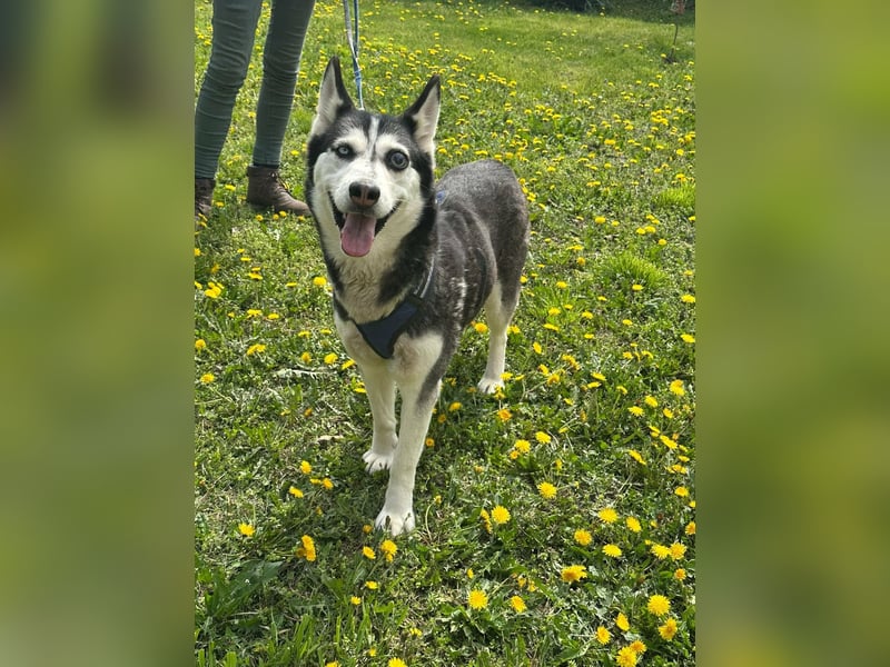 Lejla, geb. 09.2020, 51cm, sucht ihre Chance