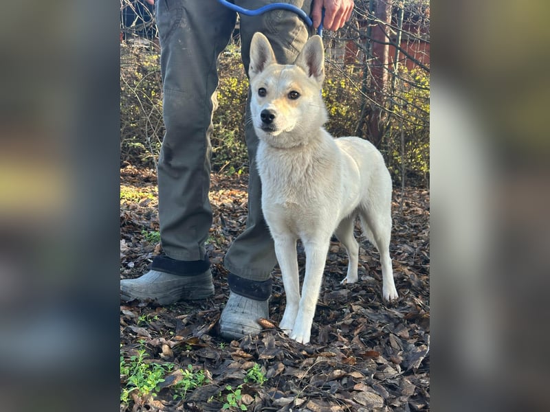 Wendy, geboren 20.11.2024, 45cm sucht ihre Menschen