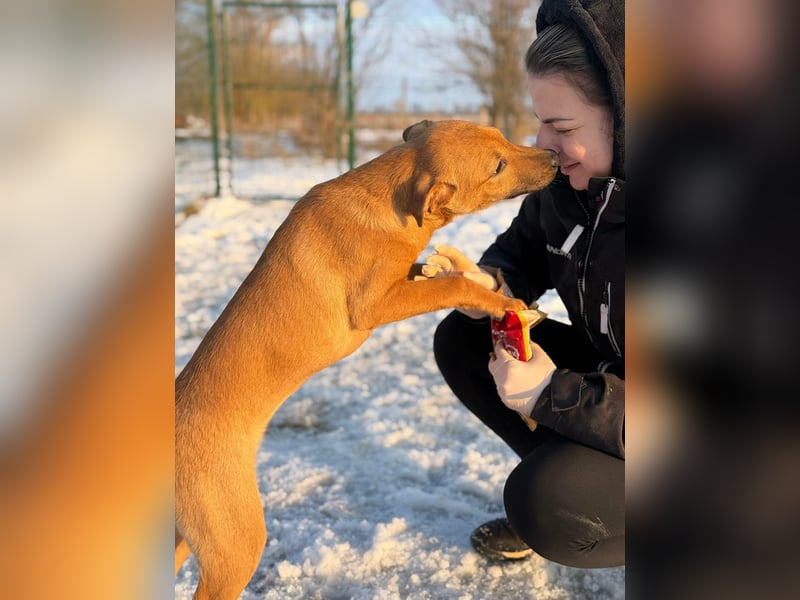 Tequila, geboren 25.08.2025, 45cm sucht Ihr Zuhause