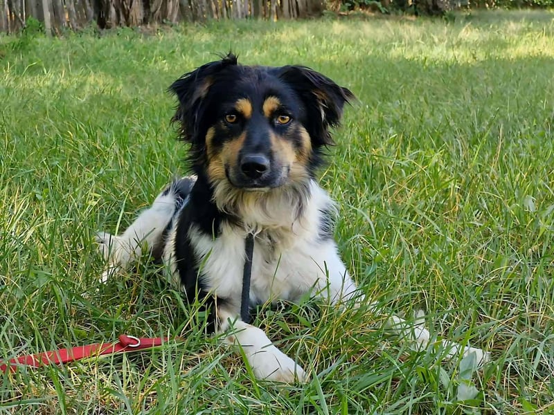 Gerry, geb. 03/2024, 49 cm, wartet auf seine Chance