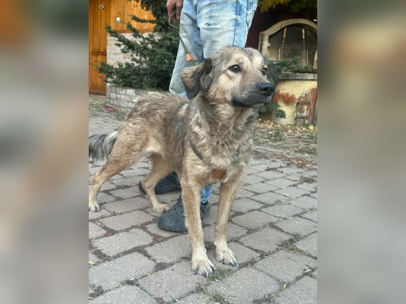 Ada, geboren 01.09.2022, 52cm sucht ihre Menschen