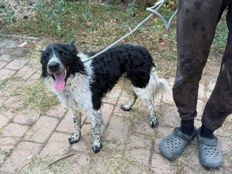 Oreo, geboren 05.03.2025, 47cm sucht seine Familie