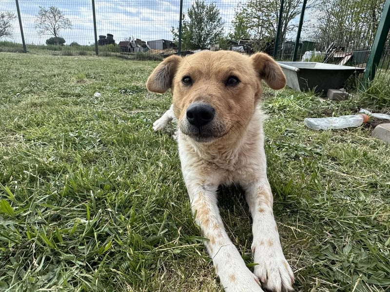 Ginger, geboren 01.01.2022, 44cm sucht ihr Herzenszuhause