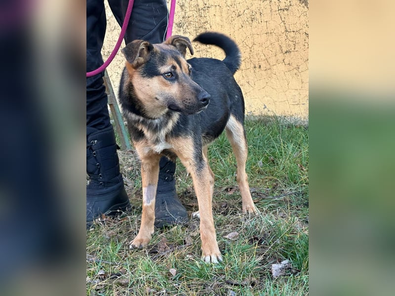 Gofi, geboren 01.08.2024, 46cm sucht seine Menschen