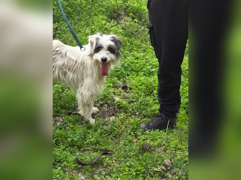 Panda, geb. 08.2024, 48cm, sucht ihre Menschen fürs Leben