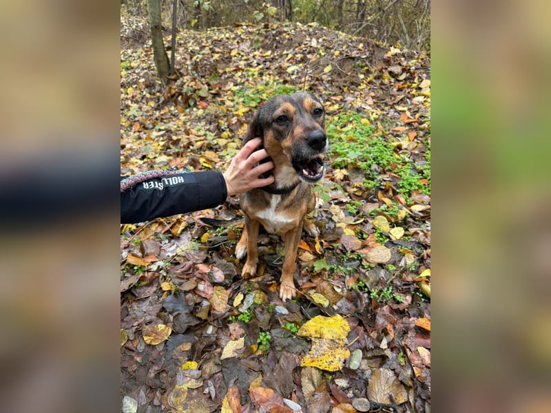 Priscy, 2 Jahre, 42cm sucht ihr Körbchen