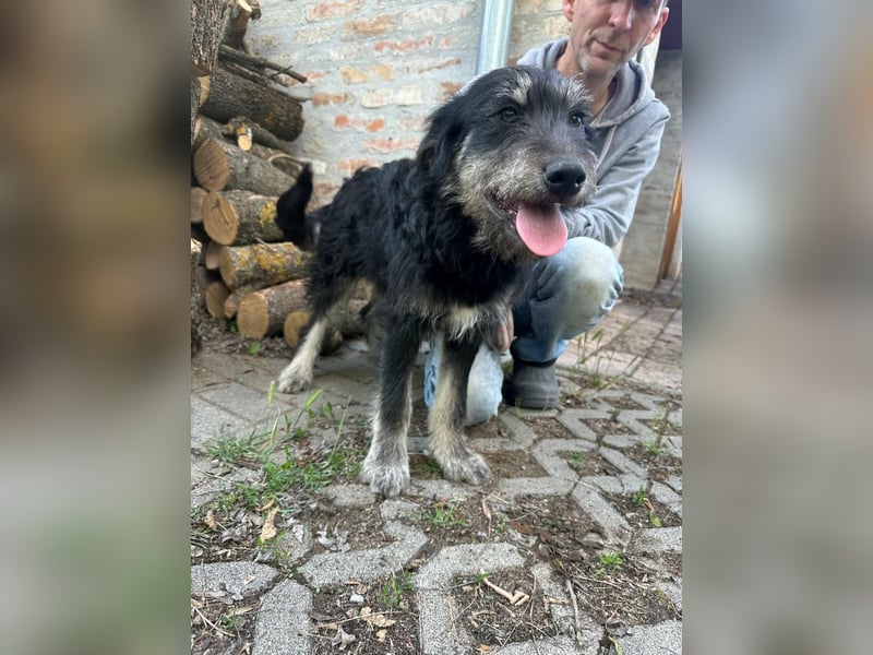 Timon, geb. 12.2025, 44cm sucht seine Abenteurer