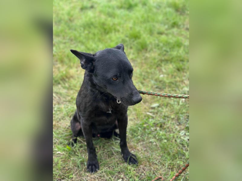 Dennis, geboren 01.06.2023, 53cm sucht nach seinem Glück