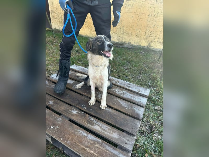 Fanni, geboren 01.11.2024, 49cm sucht ihr Plätzchen