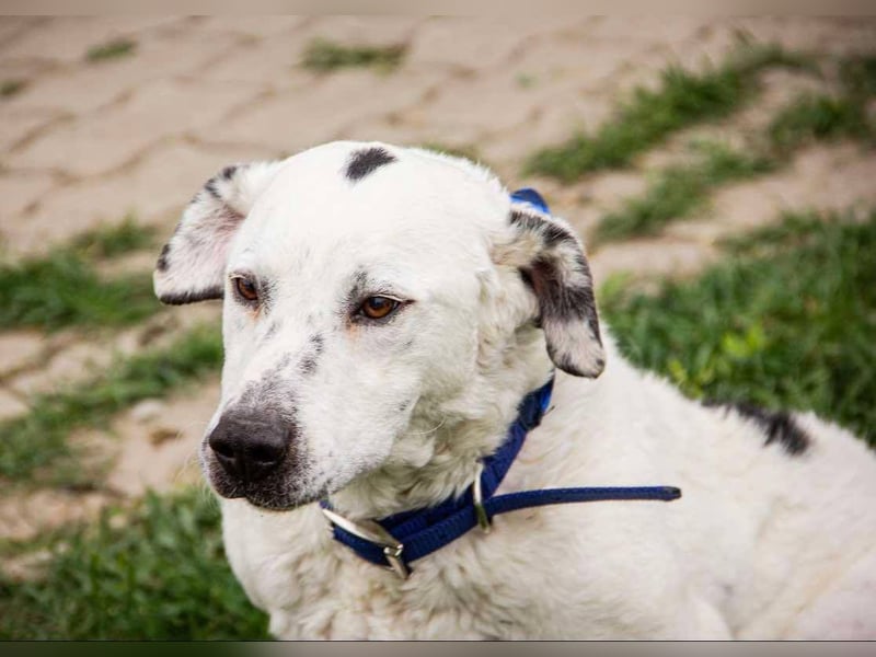 Dallas, geboren 11.10.2018, 50cm sucht sein Zuhause