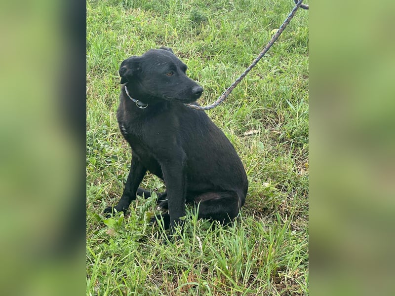 Zafir, geboren 15.11.2022, 51cm sucht Zuhause fürs Leben