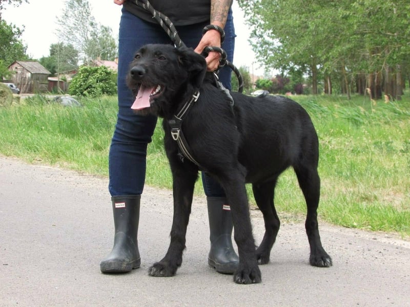 Tara, geboren 01.11.2025, 48cm sucht ihre Chance