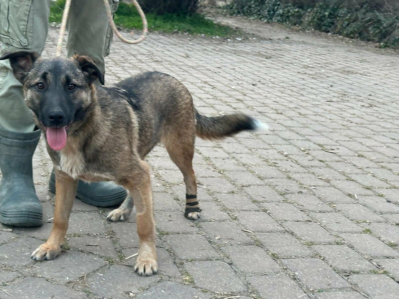 Mano, geboren 11.09.2025, 33cm sucht sein Glück