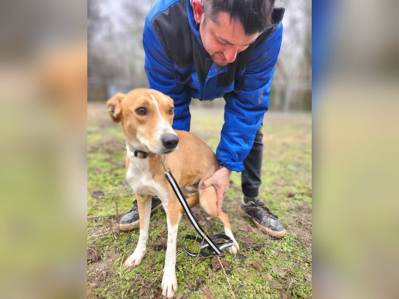 Törpie, 3 Jahre, 46cm sucht sein für immer Zuhause