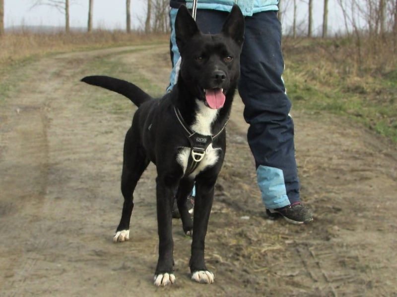 Rubble, geb. 01.12.2024, 43 cm, sucht nach seinen Menschen