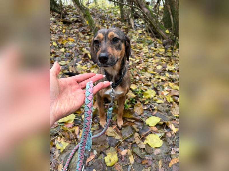 Pircsi, 2 Jahre, 42cm sucht ihr Körbchen