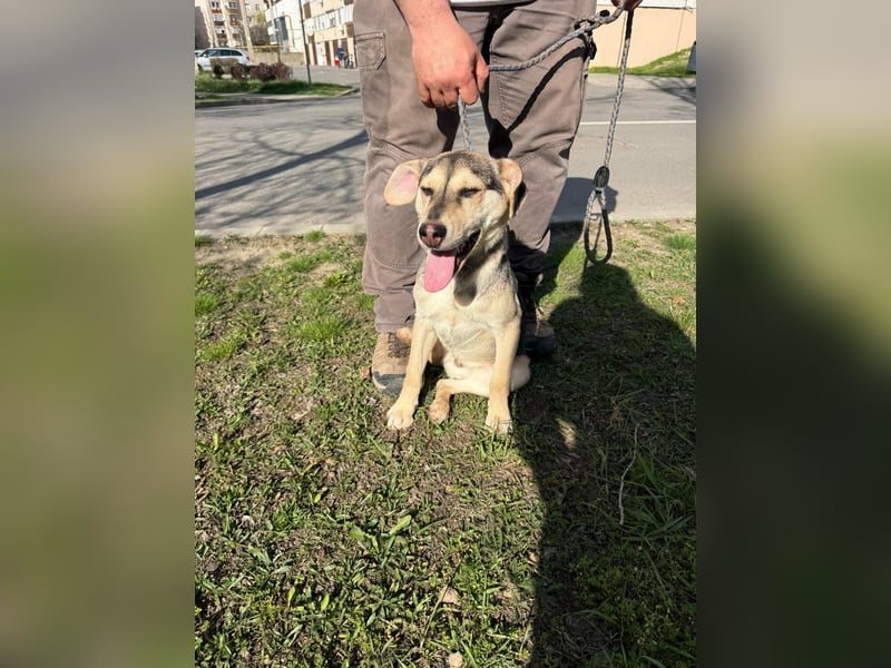 Vitez, geboren 01.09.2025, 44cm sucht sein Glück