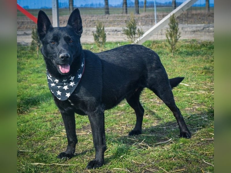 Aliz, geb. 2020, 52 cm, möchte ihre Familie kennenlernen