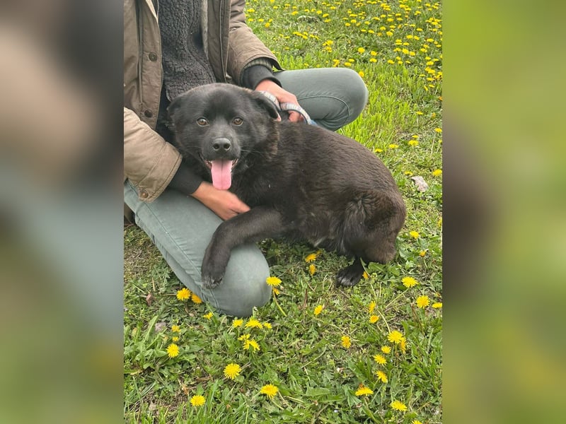 Roy, geb. Juli 2025, 43cm sucht sein Körbchen