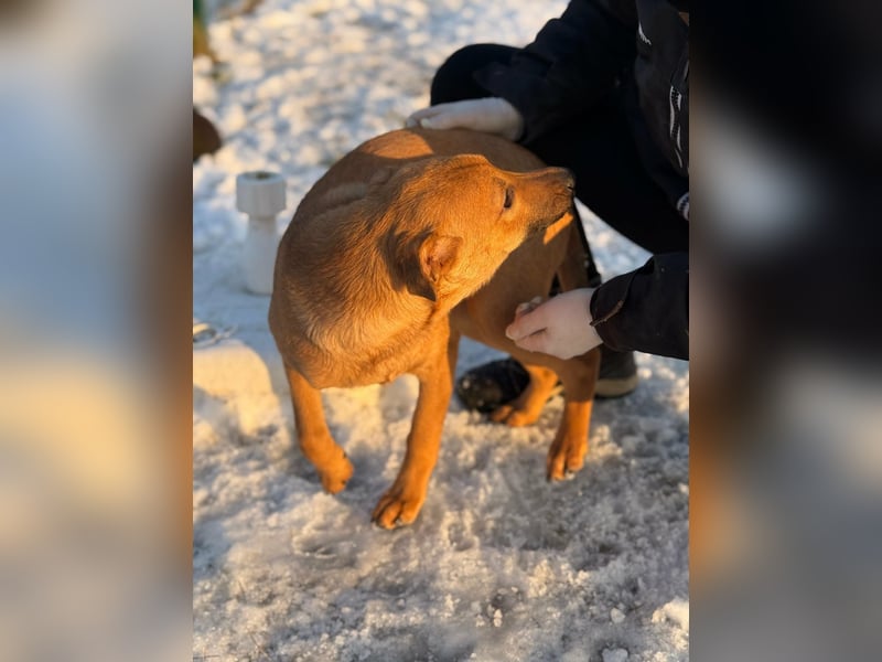 Tequila, geboren 25.08.2025, 45cm sucht Ihr Zuhause