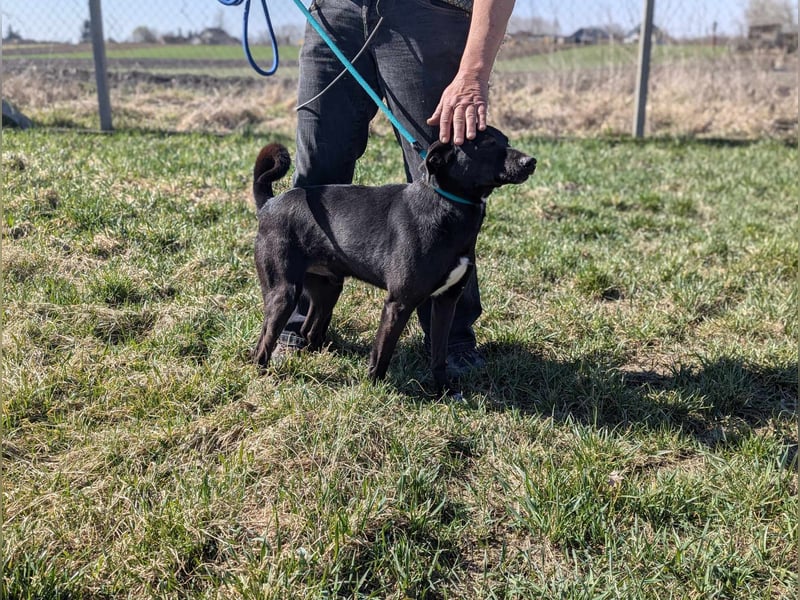 Morty, geb. 10.2020, 49cm, sucht seine Spielgefährten