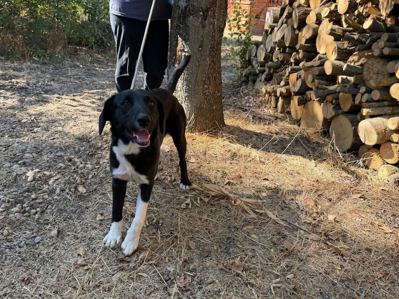 Teo, geboren 26.02.2026, 47cm sucht sein Zuhause
