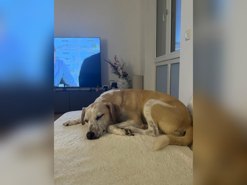 Misa, geboren 04.2024, 45cm sucht neues Zuhause