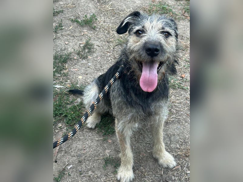 Ralf, geboren 01.08.2024, 49cm sucht sein für immer Zuhause