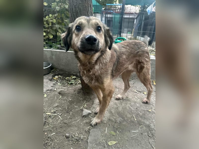 Ada, geboren 01.09.2022, 52cm sucht ihre Menschen