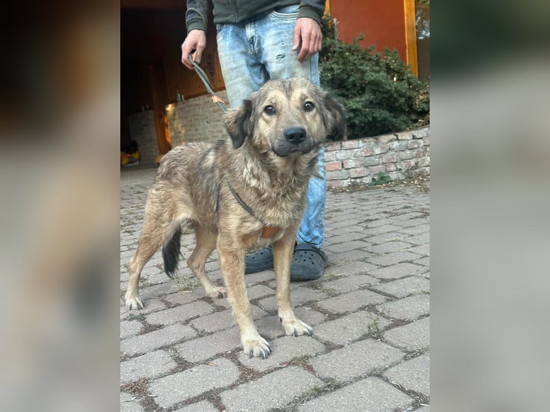 Ada, geboren 01.09.2022, 52cm sucht ihre Menschen