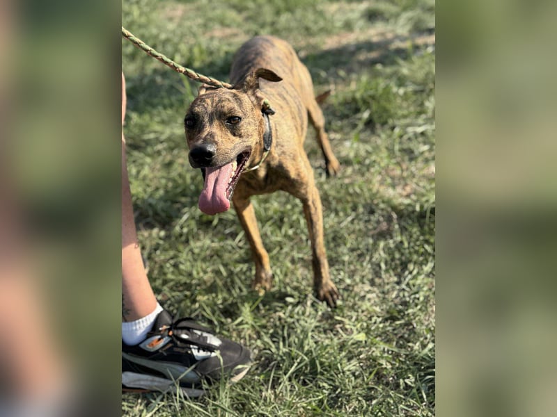 Cosmo, geboren 09.2023, 49cm sucht sein Abenteuer